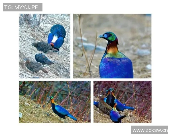 绿雉的栖息地与生态习性探秘保护这一珍稀鸟类的重要性与挑战